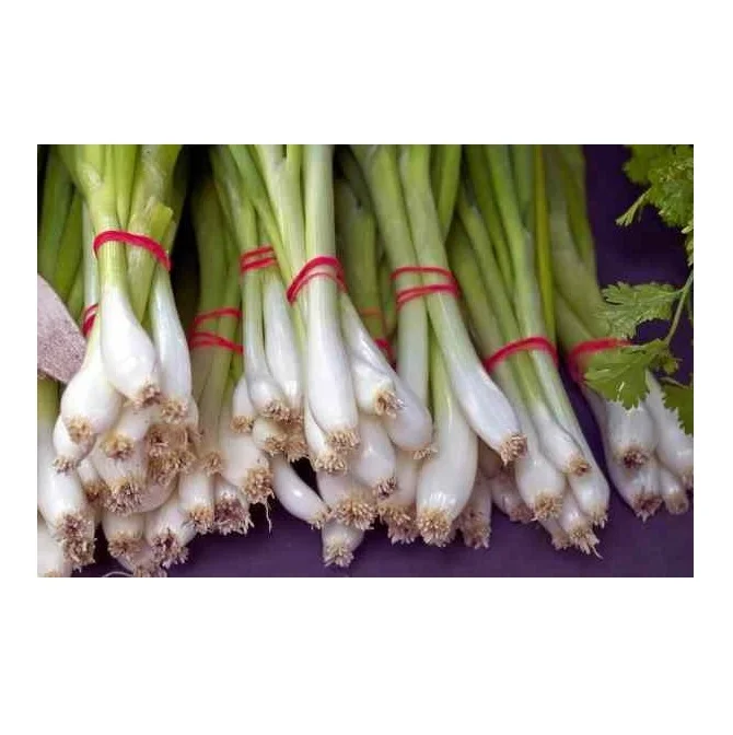 
Wholesale Dealer Of Cheapest Price Fresh Vegetables Scallions 