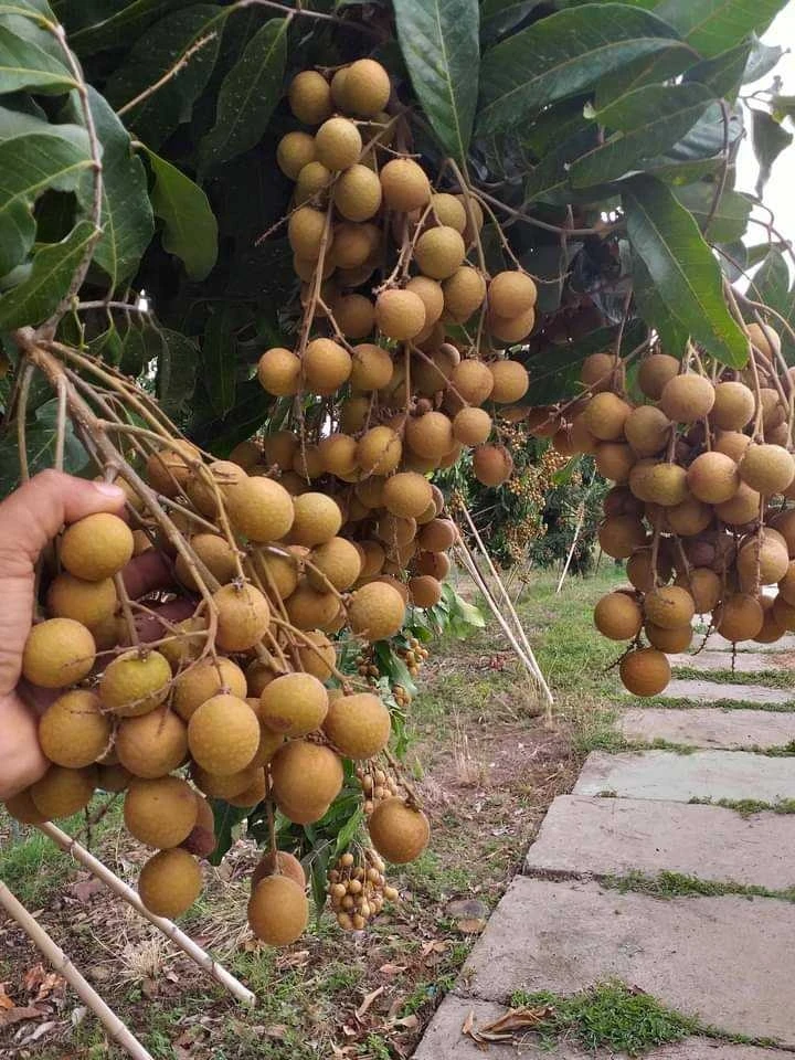 Thailand Premium Fresh Longan -  tropical fruit from Thailand (Direct from Farmer) OEM packaging