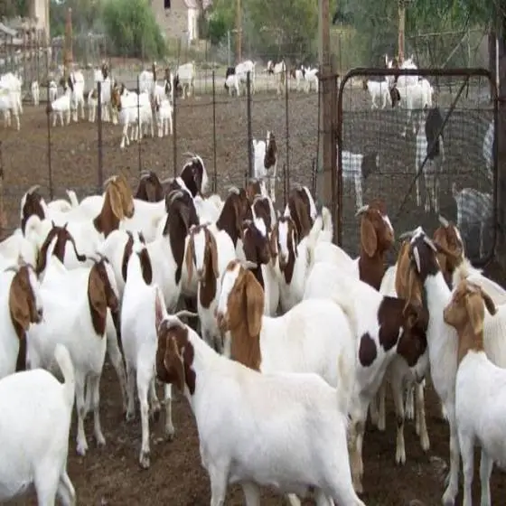 100% Pureblood Mature boer goat for sale