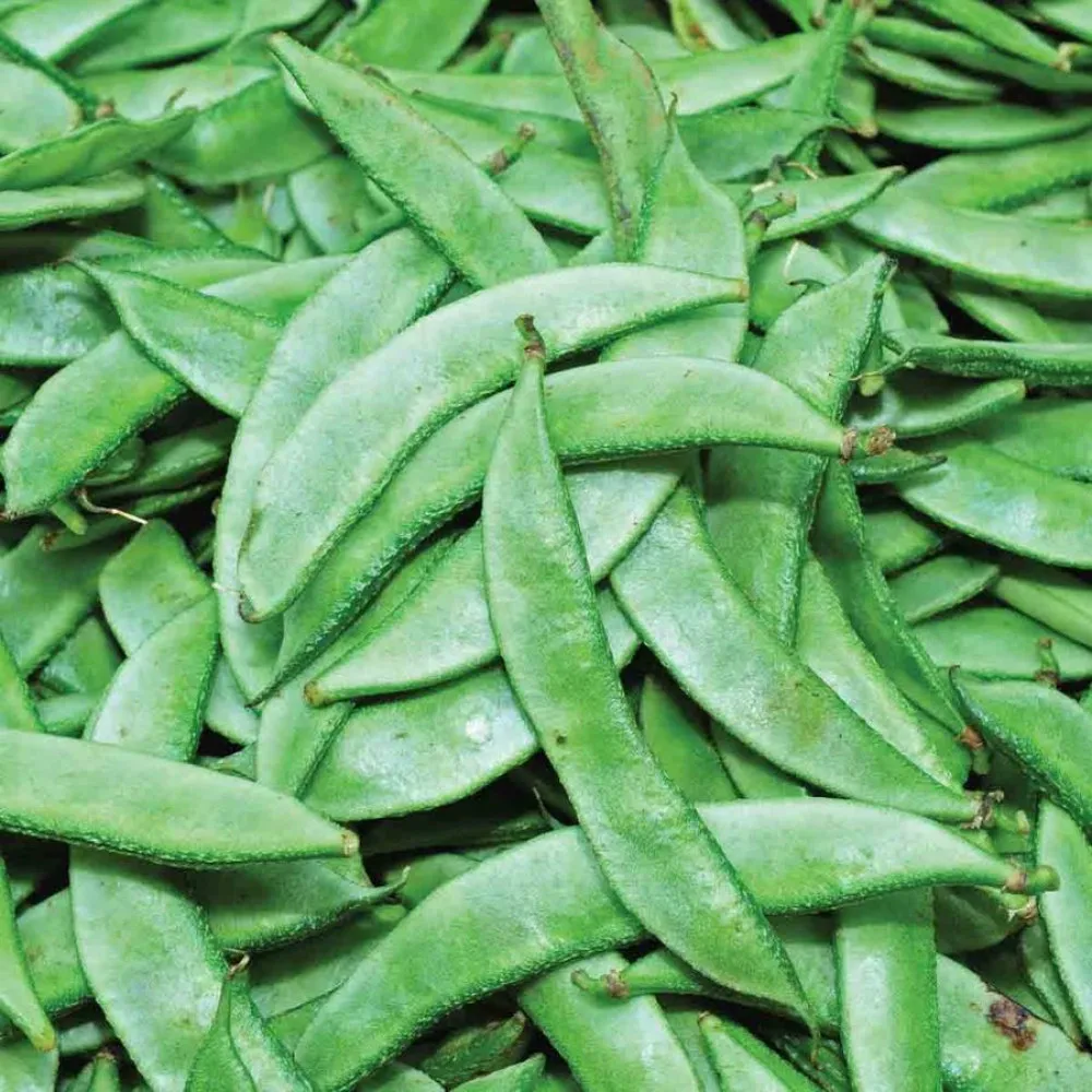 Finest Quality Fresh Broad Beans 100% Exportable In Wholesale Price From Best Indian vegetable Exporter.