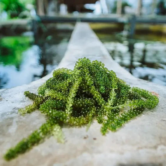 Лучшее из Вьетнама: лато/морской виноград // Серена