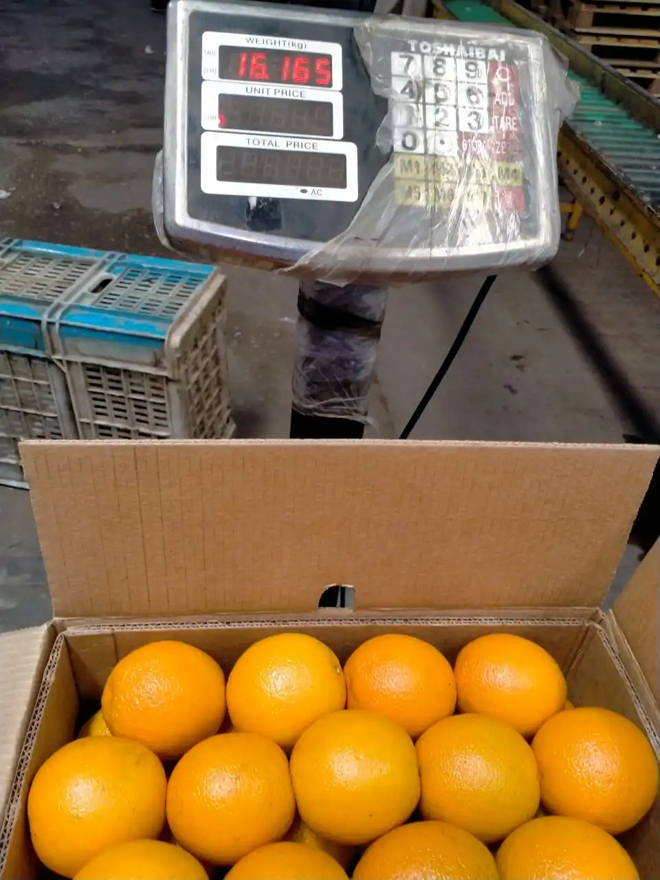 2022 Best Egyptian Fresh Orange Fruit Storage Packing