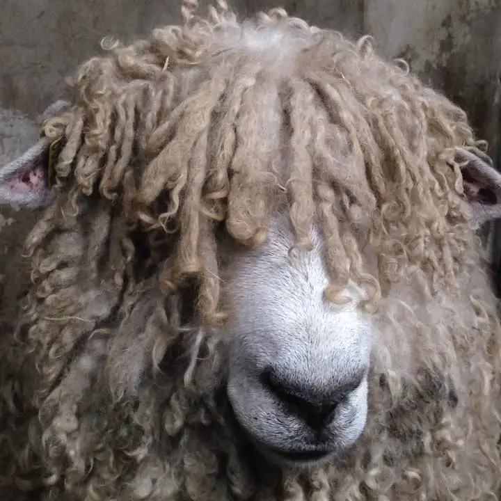 
Alive Sheep, Awassi Sheep, Fat Tailed Sheep And Other Breeds For Sale 