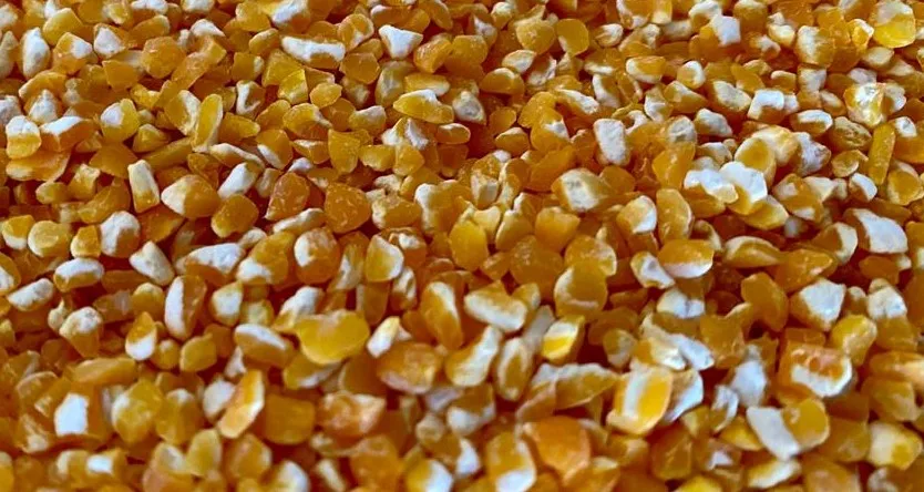 New Crop Yellow maize corn broken with best quality