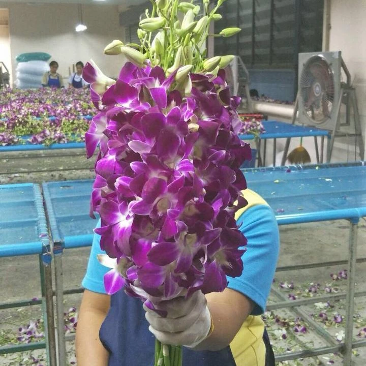 Orchid Flowers from TH;24 Purple