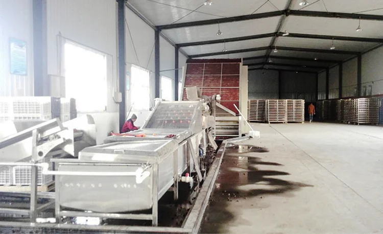 20 to 85  tons /24 hrs  palm dates washing drying  machine  for industrial dates washing sorting drying production