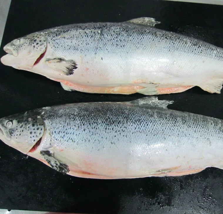 
Good Quality Frozen Pink salmon 