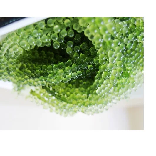 
High Quality SEAGRAPE / LATOK / GREEN CAVIAR / UMIBUDO SEA GRAPES 2021 