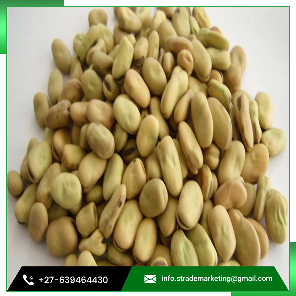 
Bulk Green Fresh Fava Peeled Broad Bean 