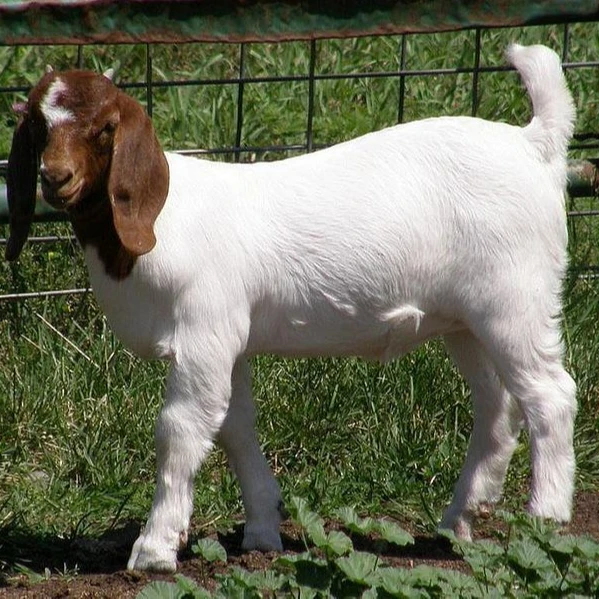 
Top Best Quality Prices Full Blood Live Boer Goats, Mature boar goat for sale 