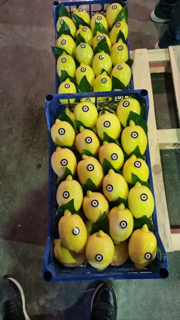 FRESH LEMON FROM TURKEY WHOLESALE CHEAP PRICE !!! HIGH QUALITY !!