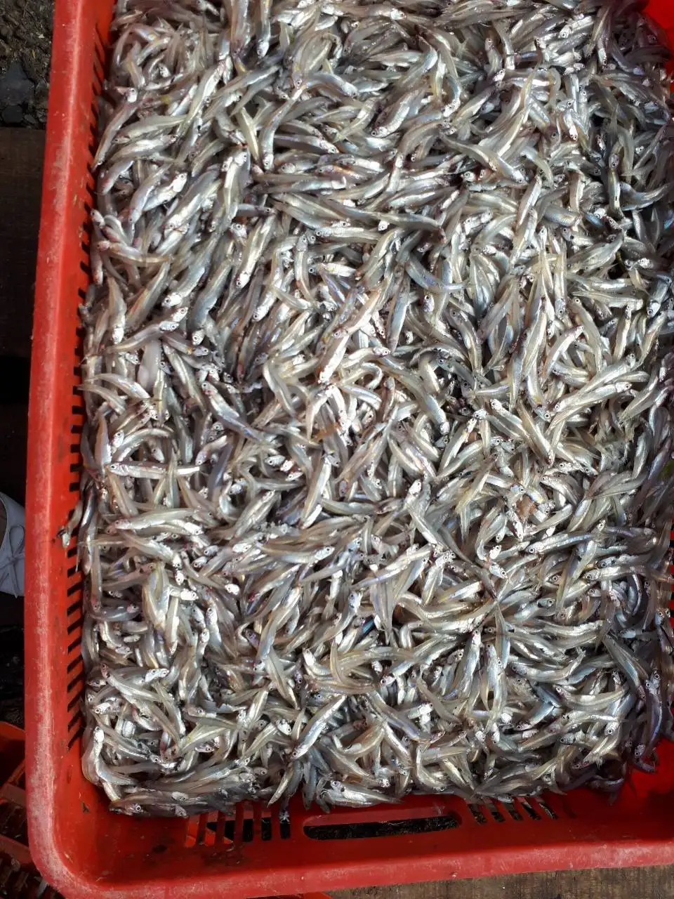VIETNAM DRIED ANCHOVY FISH/ SPRATS NATURAL SUN DRIED (Anchois) FISH DRIED SEAFOOD- LINDA WHATSAPP: 0084 989 322 607