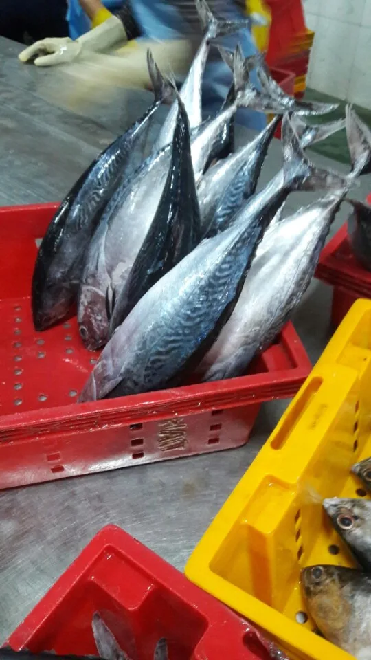 Frozen Bonito Tuna Fish Whole Round From Vietnam Cheap Price- Whatsapp 0084 989 322 607