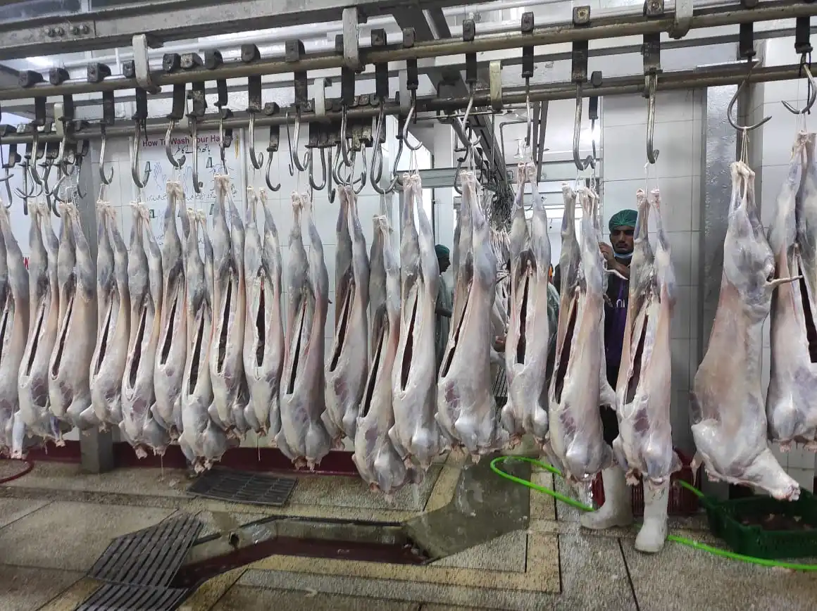 HALAL FRESH CHILLED GOAT MUTTON MEAT/ LAMB MEAT CARCASS ready for export from Pakistan