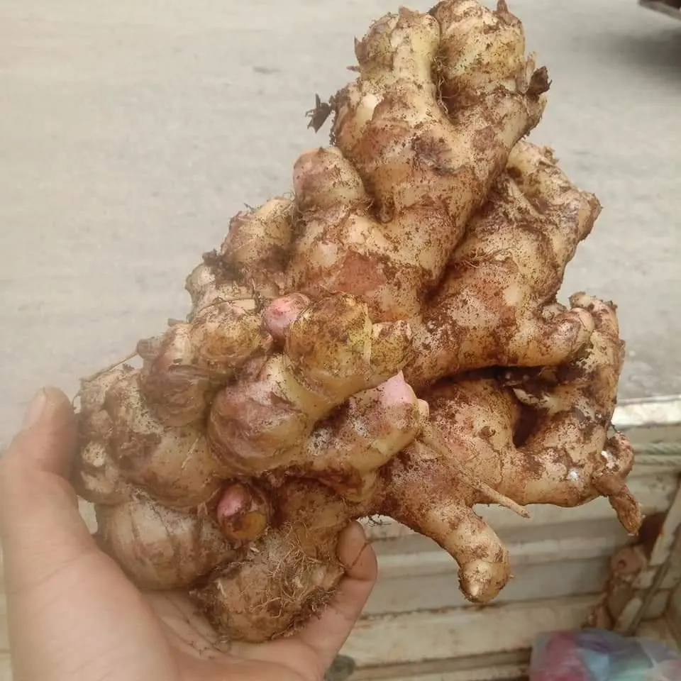  Пряный Вьетнам высокое качество-свежий имбирь по хорошей цене Урожай 2021