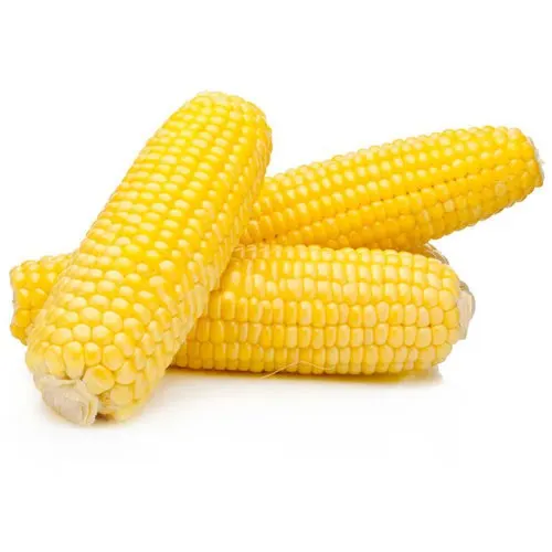 Best selling high on demand standard quality dried yellow corn at 100% wholesale exporter from India