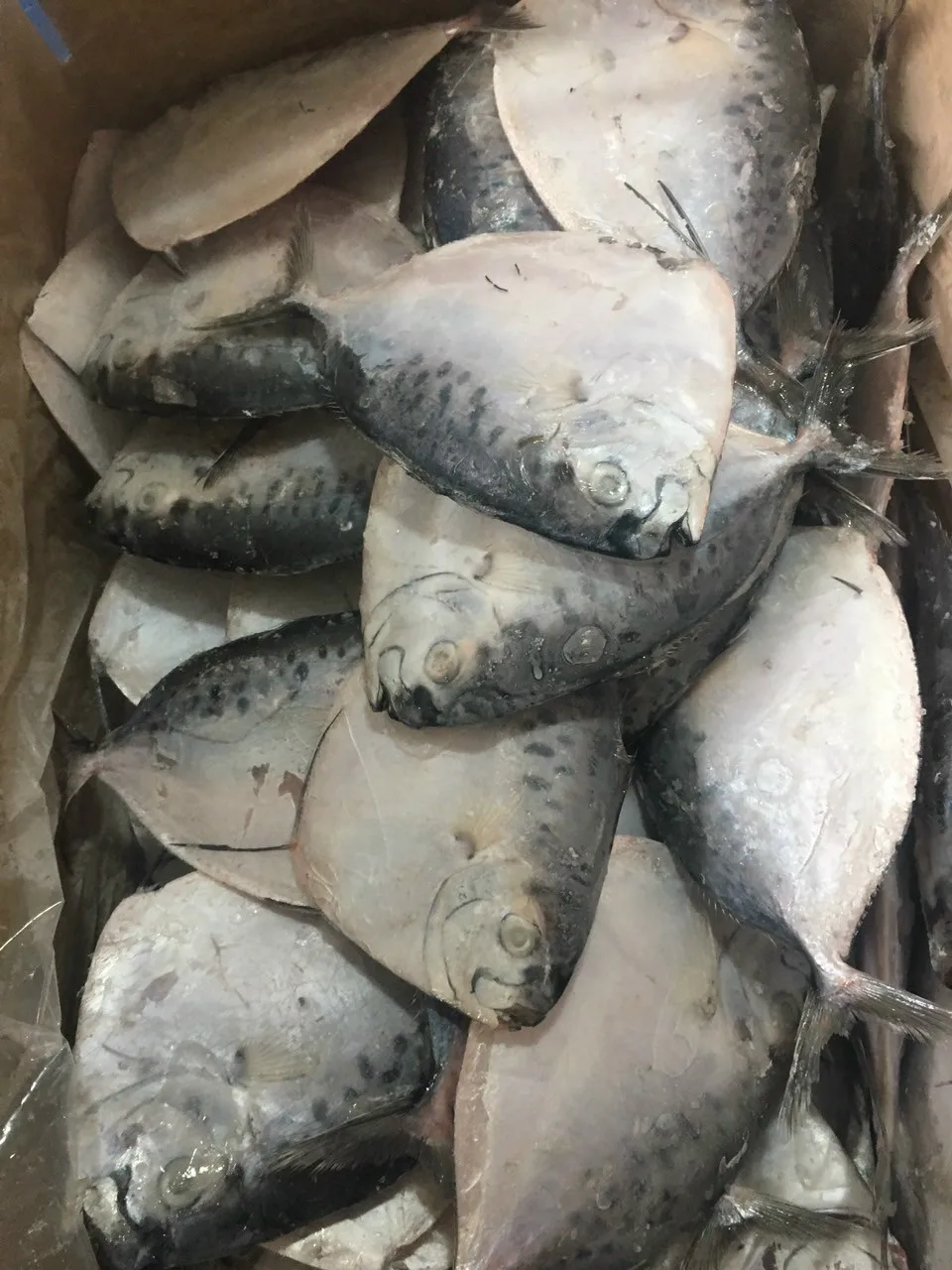  Вьетнамские морепродукты Лунная рыба