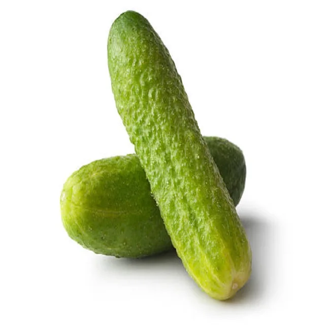 Preserved Cucumber/Gherkins Grade 9-12 CM /Cornichons/ Preserved in Acetic Acid in Barrels Best Indian Gherkins