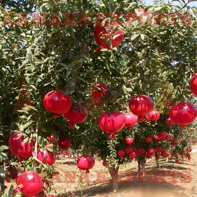 
Fresh Pomegranate Fruit India Export for Thailand Malaysia Singapore Vietnam 