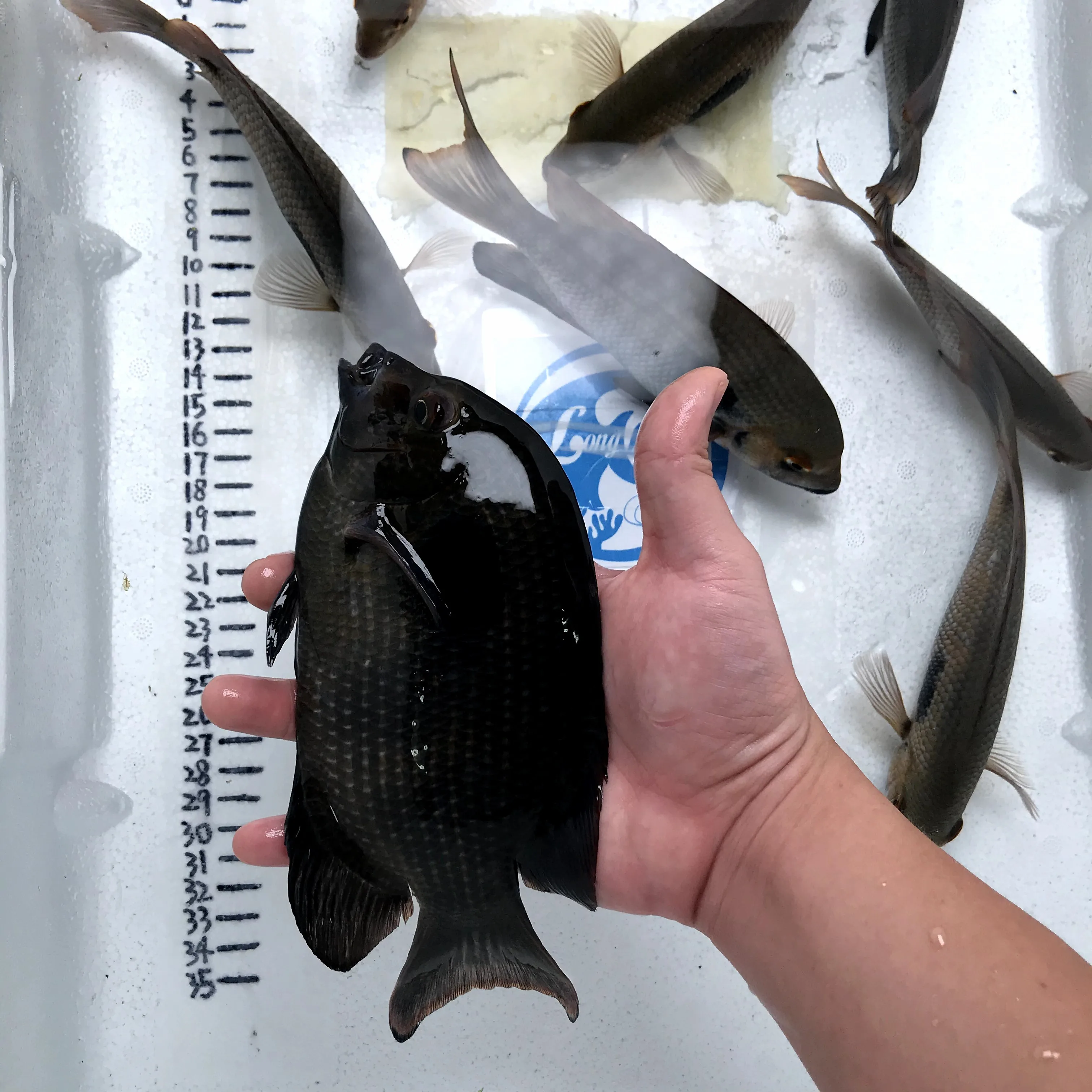 
Farm bred Paretroplus maculatus Madagascar Cichlids For sale 