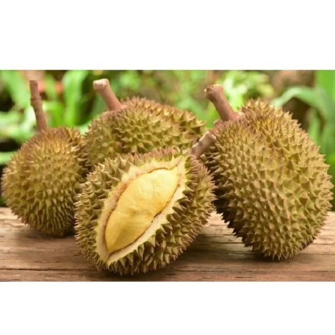 Organic Sweet MonThong Convention fresh durians With Weight 2 - 4 kgs From Thailand