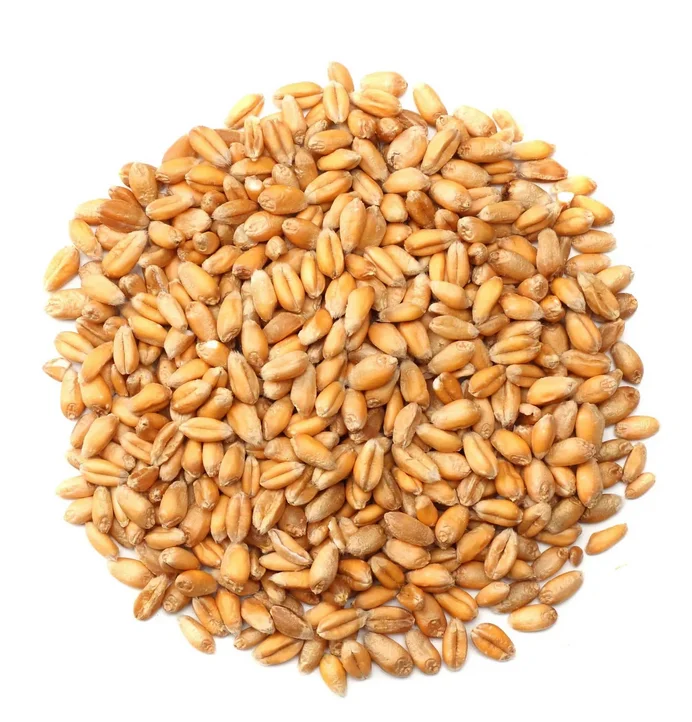 Высококачественная Пшеница для муки/лучшие пшеничные зерна корма животных/Пшеница продажи