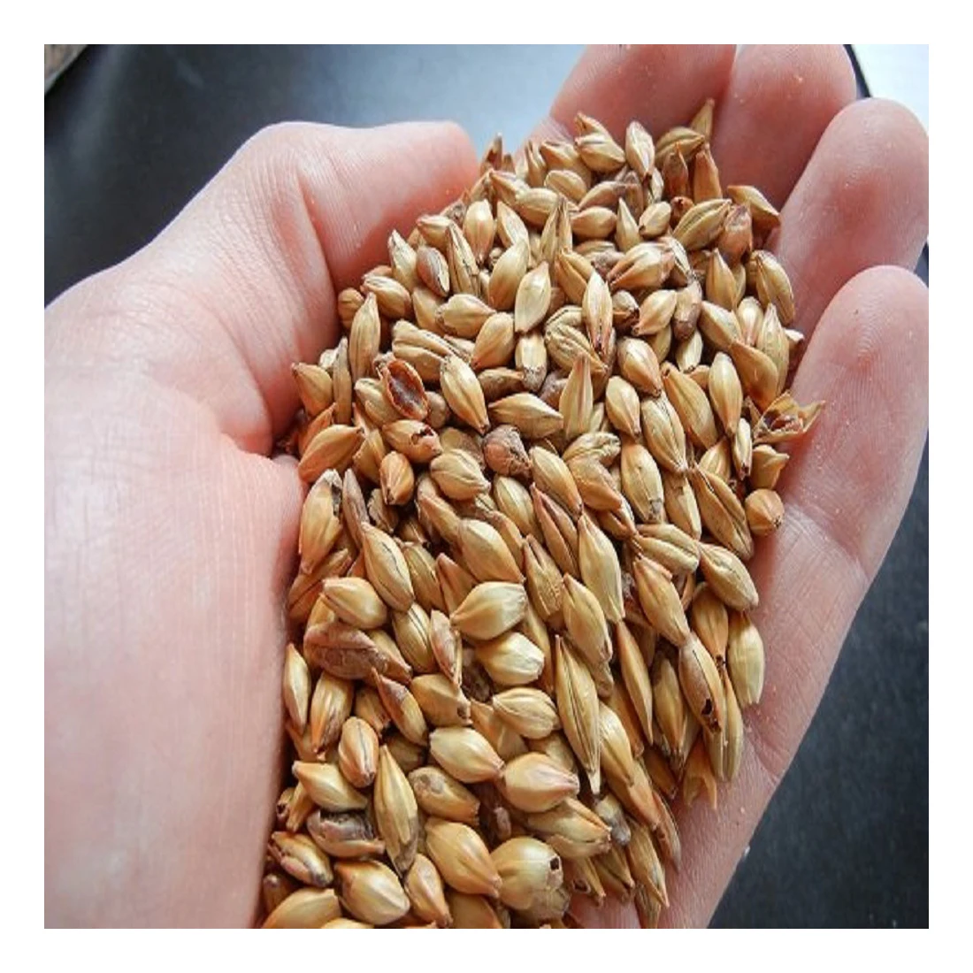 
Organic premium quality brewing barley 