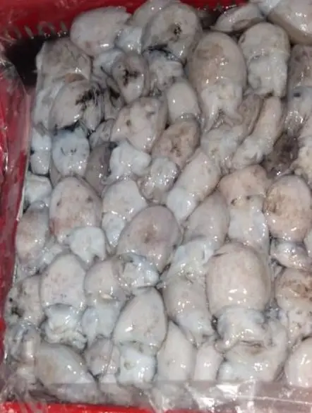 FROZEN BABY CUTTLEFISH WHOLE