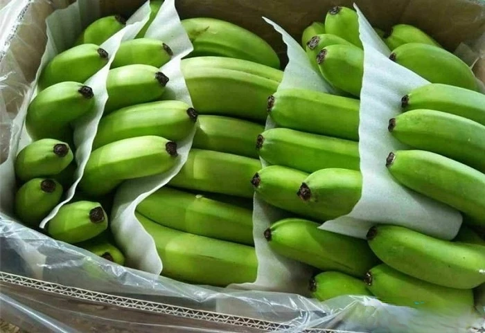 16cm Max The Premium Fresh Cavendish Banana Vietnam With High Quality And Best Price For Export Ready To Shipping EU ASIA Market