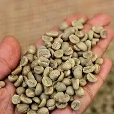 
Green coffee bean Robusta price raw coffee 