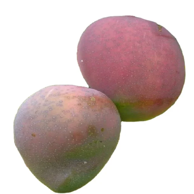 
Sendura Mango 