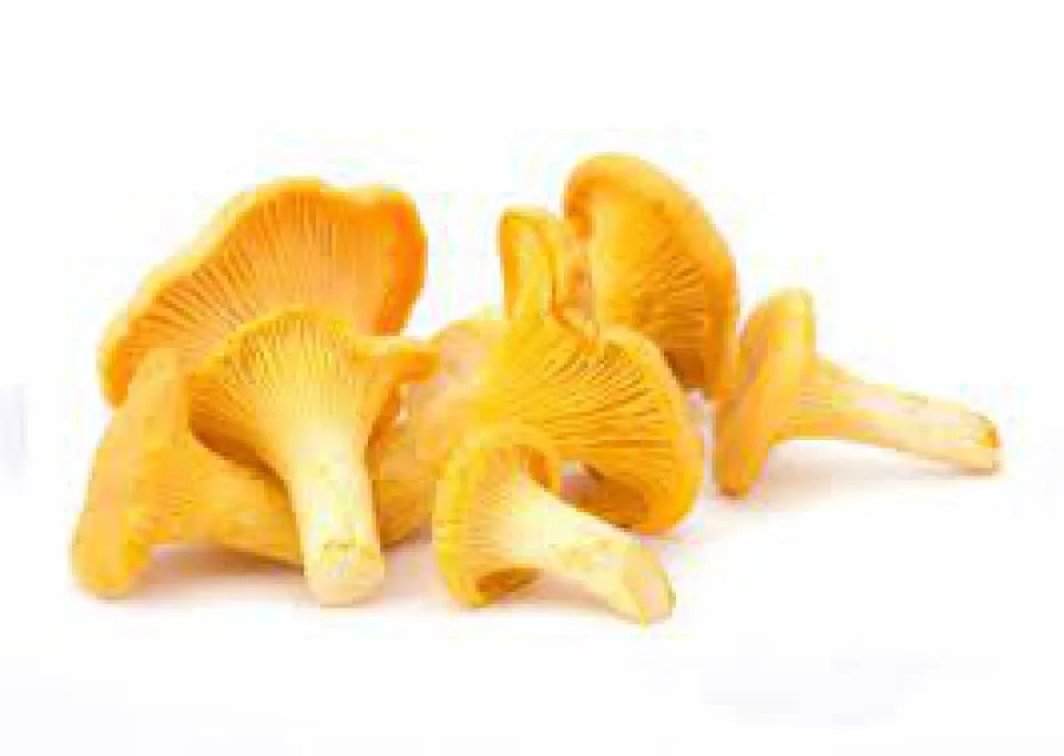 Low Price Wholesale Premium Quality Long Lasting Fresh Mushrooms Fungus - Made in Turkey