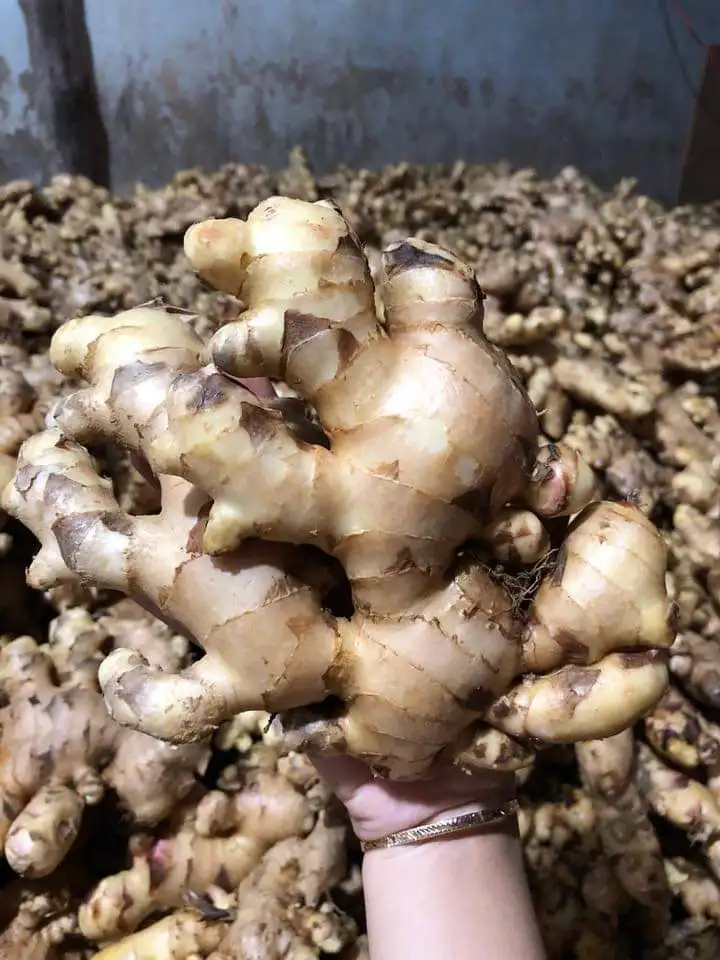 FRESH GINGER for export / +84984418844 Whatsapp