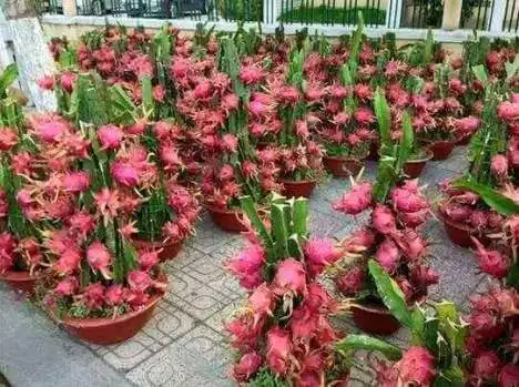 Fresh Dragon Fruit  competitive price