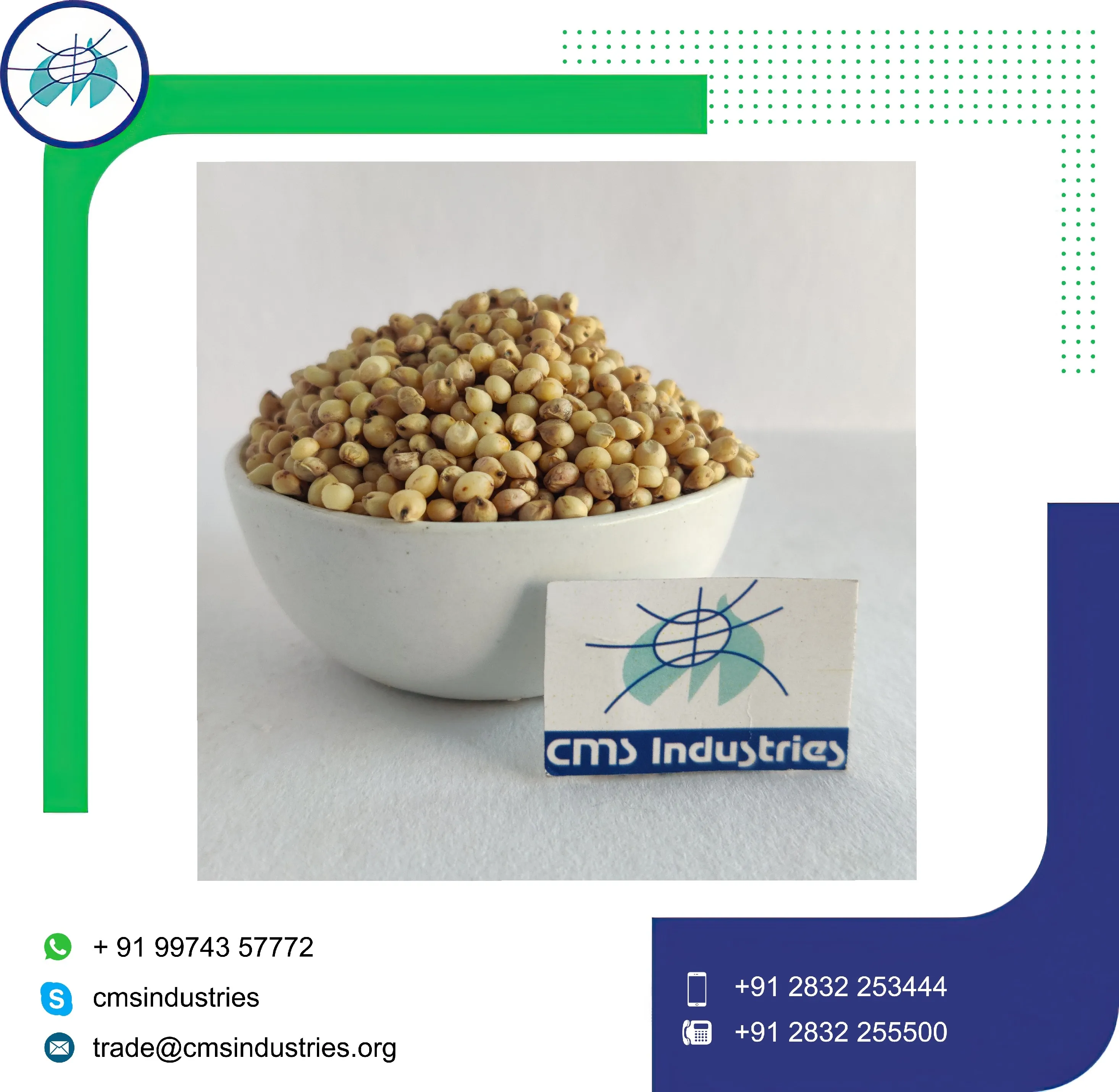 Undamaged Creamy White Sorghum for Feeding Bird