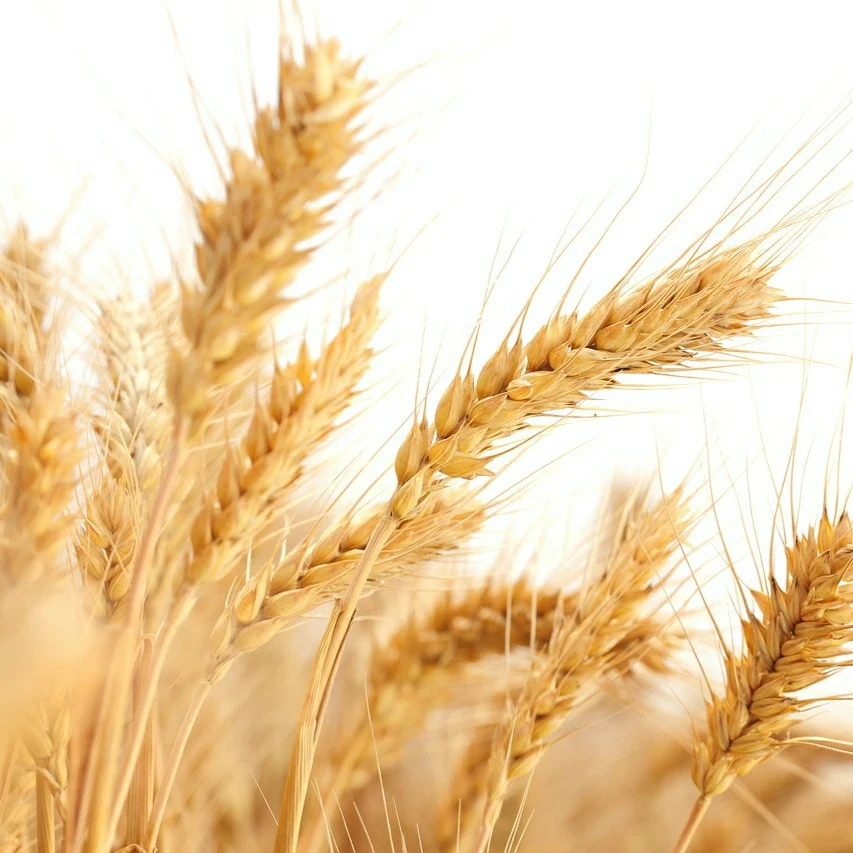 Grain Wheat Specification