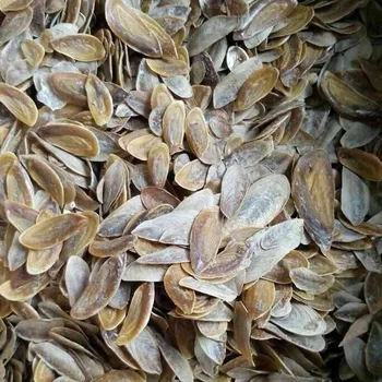 BULK OPERCULUM SHELLS FOR SALE