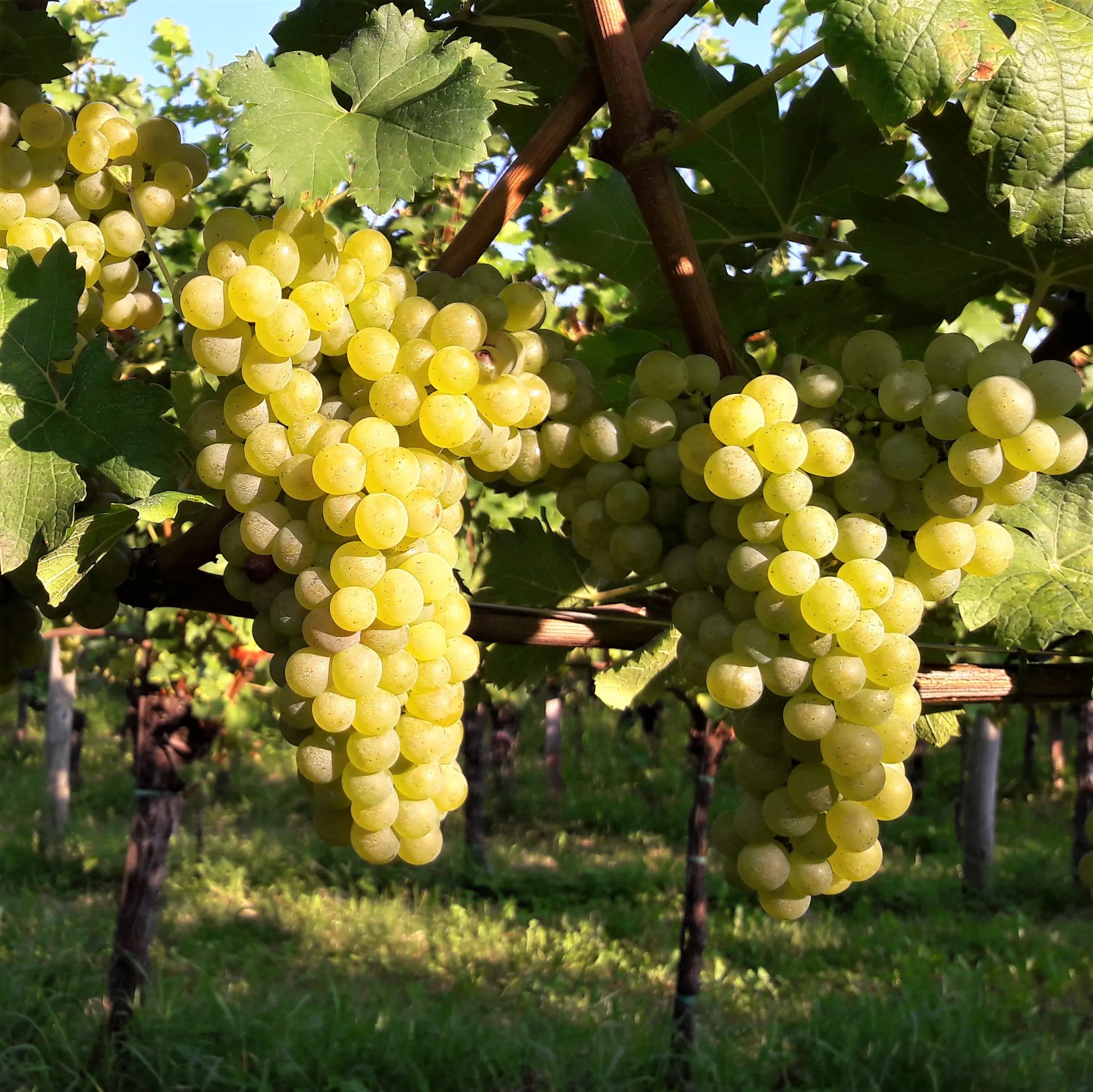 Unique Selection blend wine RICHENZA Igt REBUSSON Igt 75cl Vigna Petrussa quality White and Red for restaurant private client