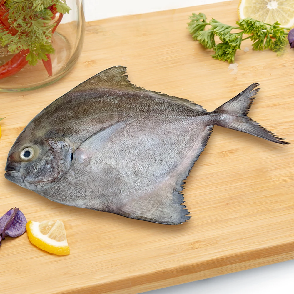 Frozen IQF Black Pomfret export from Vietnam with competitive price(ThaiLien company, Ms Fiona +84908794118)