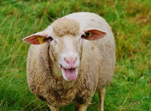 Moghani Sheep,cow,camel,sheep,goat,ox,bull