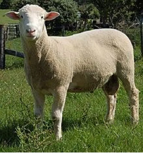 Wiltipoll sheep,cow,camel,sheep,goat,ox,bull