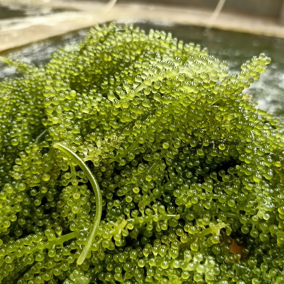 FRESH SEA GRAPES/ LATO / FOR SASHIMI / CANADIAN MARKET ( MS. NESSA +84 896611913 )