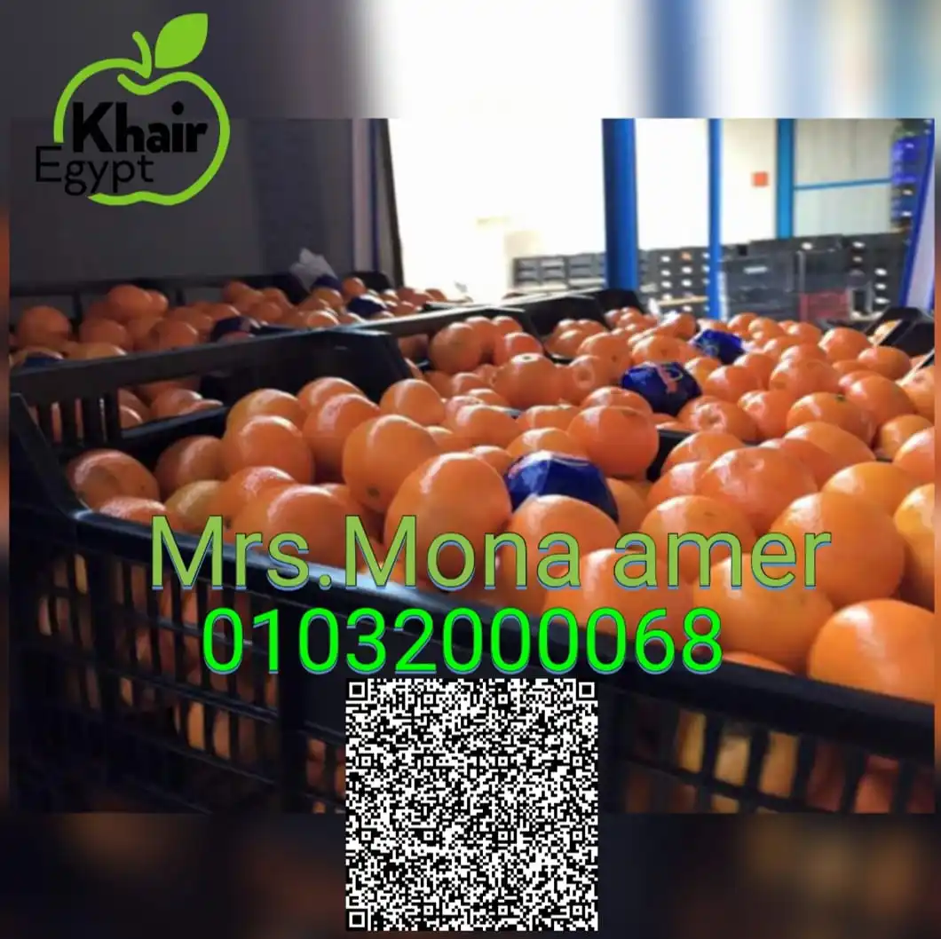 Organic Best Selling Super Fresh-Natural Ripe and Healthy Egyptian ORANGE CITRUS 2021