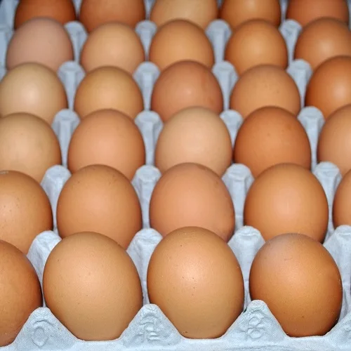 High Quality Broiler Hatching eggs(Cobb500 and Ross 308) Fertile Hatching Eggs with Cheap Price