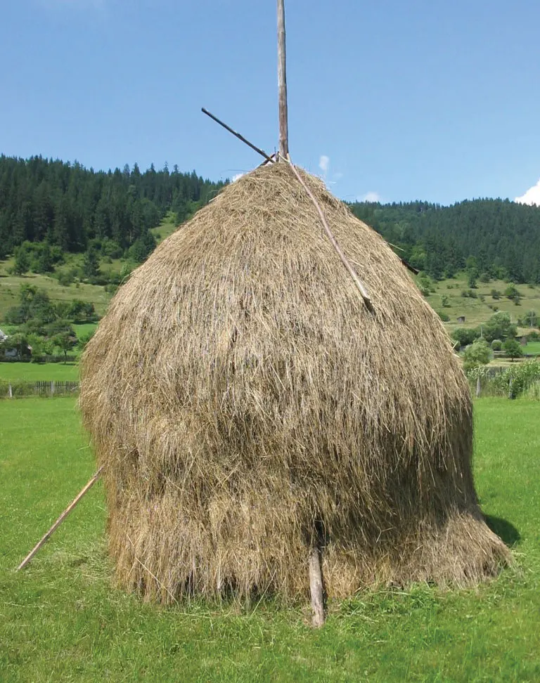 Best Quality Wholesale Alfalfa hay For Sale In Cheap Price