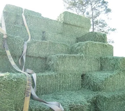 UKRAINE  Alfalfa Hay for Animal Feeding Stuff Alfalfa / Alfalfa Hay FOR SALE