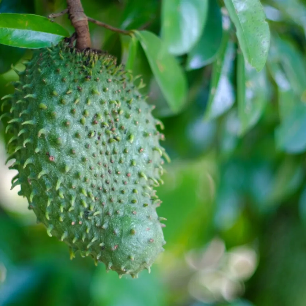 WHOSALE FRESH SOURSOP FRUIT HIGH QUALITY FROM VIETNAM/ SWEET AND SOUR TASTE FRUIT/ GOOD FOR HEALTHY - AXEL + 84 38 776 0892