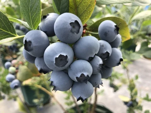 Premium coenzyme q10 bulk Lactobacillus Vitamin