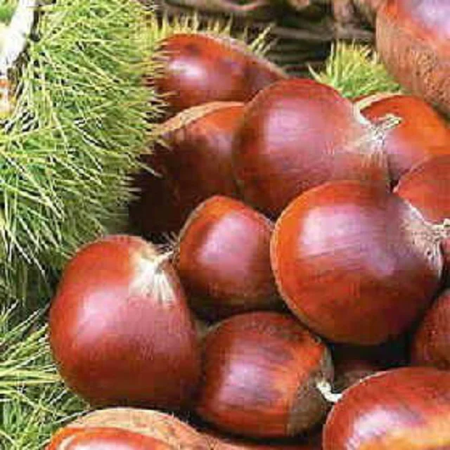  Новые нагрудные орехи для продажи по низкой цене купить