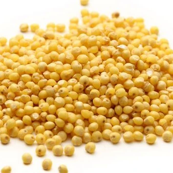 
Top quality Green Millet/Quality Yellow Millet for sale/ Wholesale millet for bird feed 
